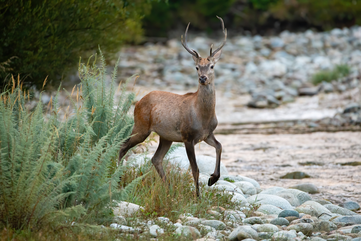 Deer_Hunting_from_a_Jet_Boat_AwaJets_Jet_Boats_NZ.jpg