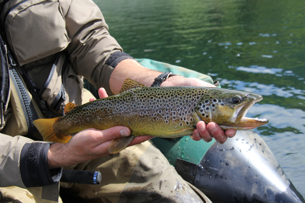 Trout_Fishing_from_a_Jet_Boat_-_AwaJets_NZ.jpg